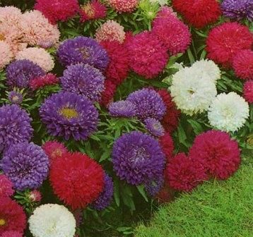 Fothergills Aster Colour Carpet Mixed Flower Seeds Mr