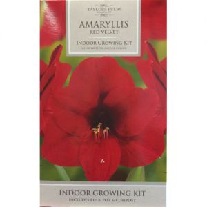 Indoor Amaryllis Red Velvet Bulb Taylors Bulbs