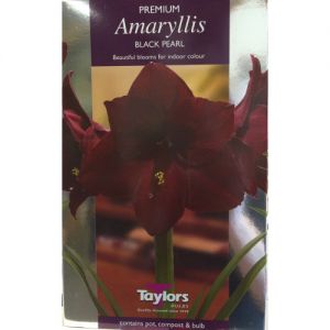 Indoor Amaryllis Black Pearl Bulb Taylors Bulbs