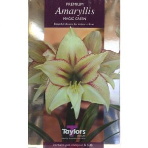 Indoor Amaryllis Magic Green Bulb Taylors Bulbs