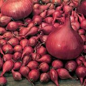 Electric Autumn Planting Onion Sets 500g Taylors Bulbs
