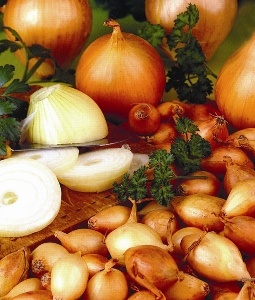Senshyu Yellow Autumn Planting Onion Sets 500g Taylors Bulbs