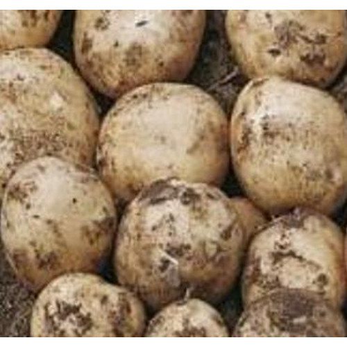 Accord First Early Seed Potatoes 1 Kilo