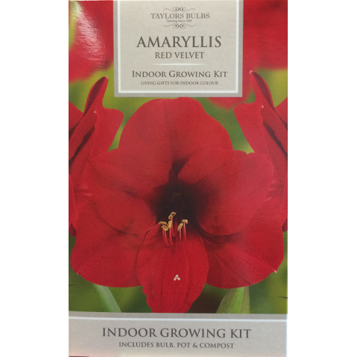 Amaryllis Bulbs by Taylors Bulbs