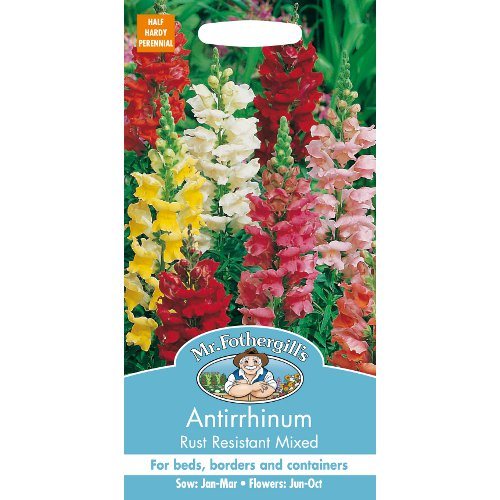 Antirrhinum Rust Resistant Mixed Seeds By Mr Forthergills