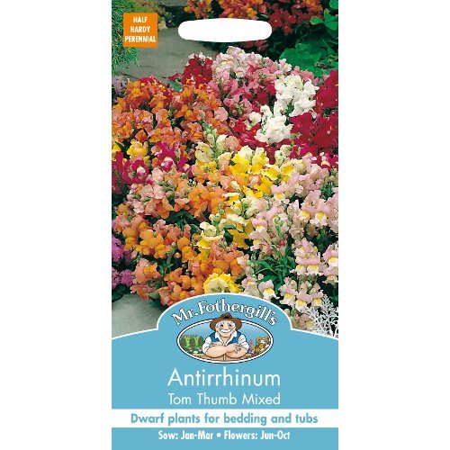 Antirrhinum Tom Thumb Mixed Seeds By Mr Forthergills