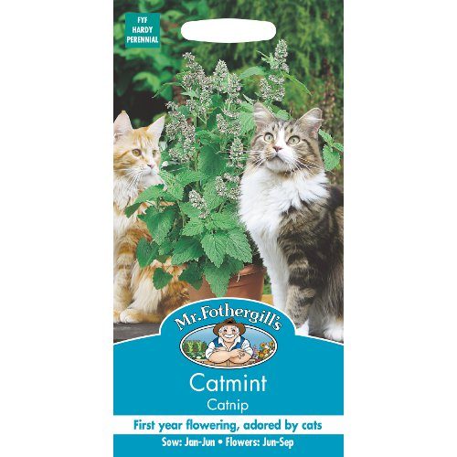 Cat Mint Nepeta Catnip Seeds By Mr Fothergills