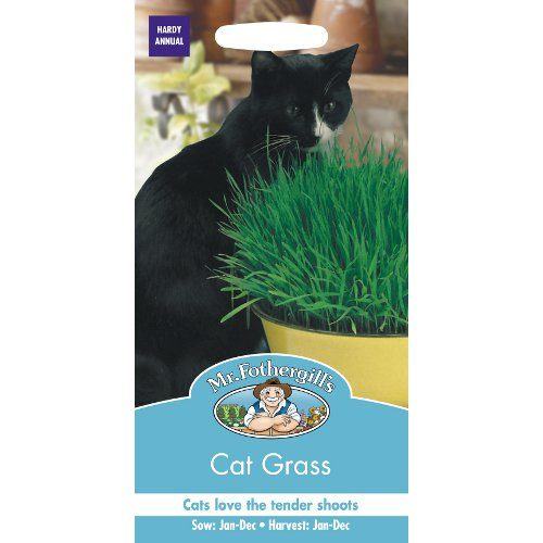 Cat Grass Seeds By Mr Fothergills