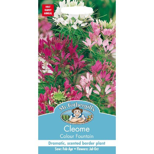 Cleome Colour Fountain Seeds By Mr Fothergills