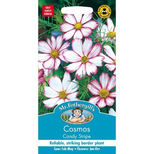 Cosmos Candy Stripe Seeds By Mr Fothergills