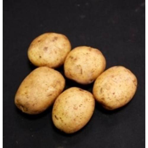 Homeguard First Early Seed Potatoes 1 Kilo