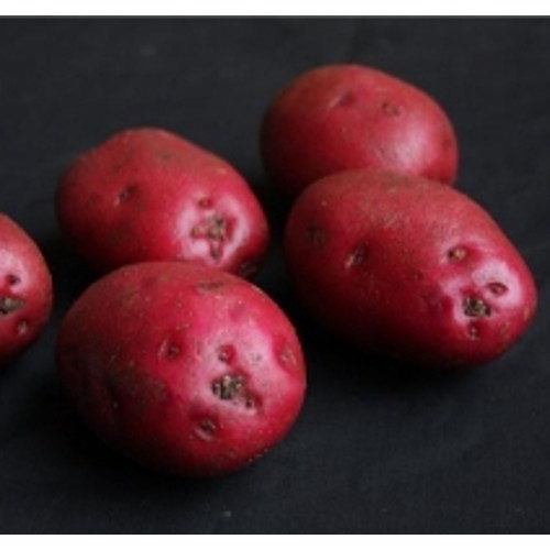 Red Duke Of York First Early Seed Potatoes 1 Kilo
