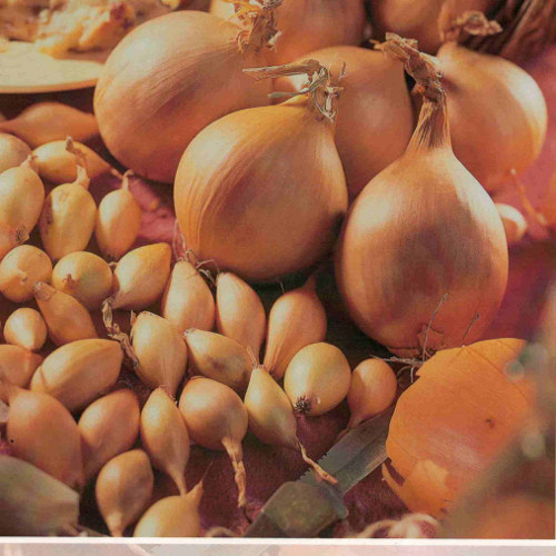 Rador Autumn Planting Onion Sets 500 Gram Taylors Bulbs