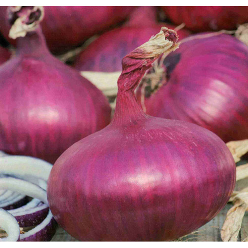 Red Winter Autumn Planting Onion Sets 500g Taylors Bulbs