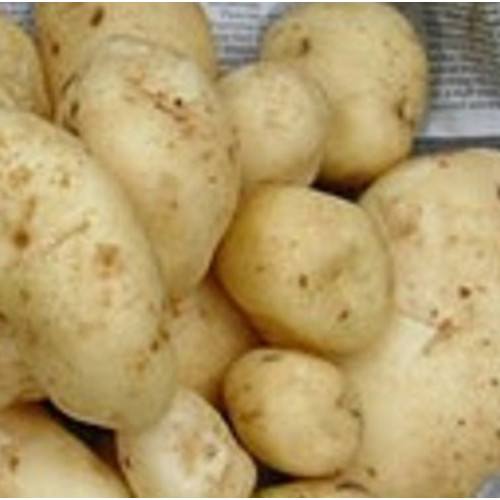 Arran Pilot First Early Seed Potatoes 25kg