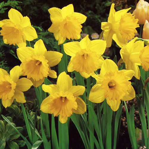 Daffodil Bulbs Large Bags