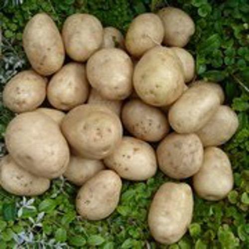 Pentland Javelin First Early Seed Potatoes 25kg