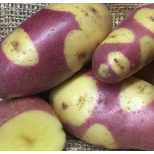 Maincrop Seed Potatoes