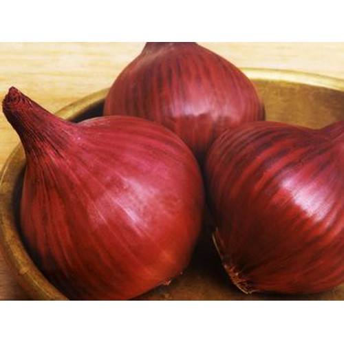 Onion Sets and Shallots Taylors Bulbs