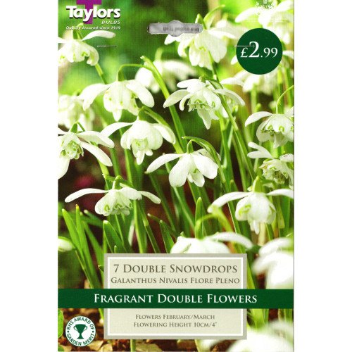 Snowdrops - Galanthus Bulbs Taylors Bulbs