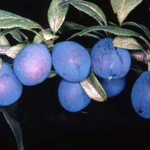 Damson and Gage Fruit Trees