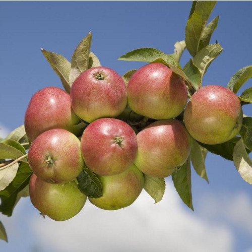 Bush Apple Trees