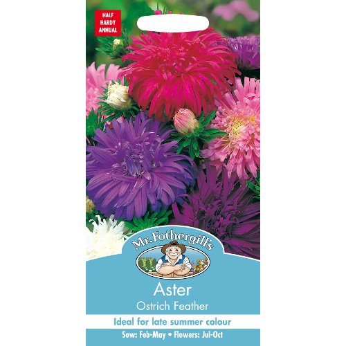 Aster Ostrich Feather Seeds By Mr Fothergills