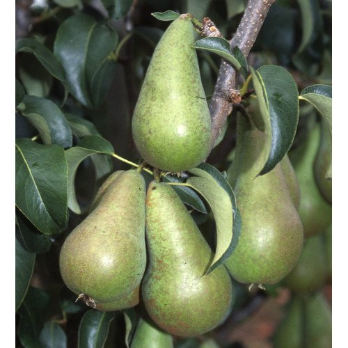 Bush Pear Trees