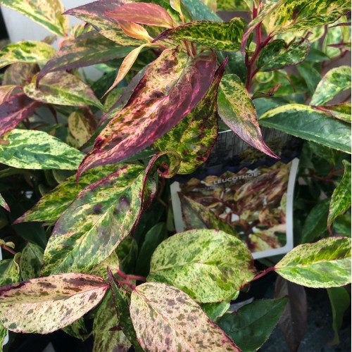 Leucothoe Fontanesiana Rainbow Shrub 2 Litre Pot - Bridgend Garden Centre