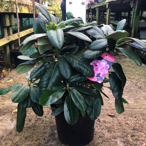 Rhododendrons in 5 Litre Pots