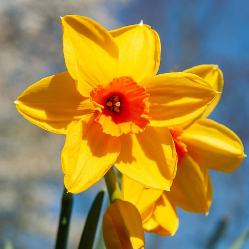 Fortune Daffodil Bulbs - By Taylors Bulbs - Bridgend Garden Centre