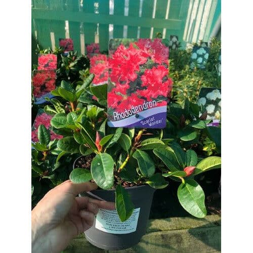 Rhododendron Evergreen Shrubs in 2 Litre Pots